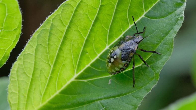 Southern green stink bug on leaf