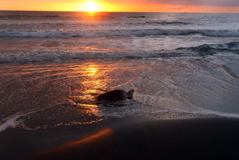 Le uova di tartaruga marina hanno scoperto la rara spiaggia del Texas