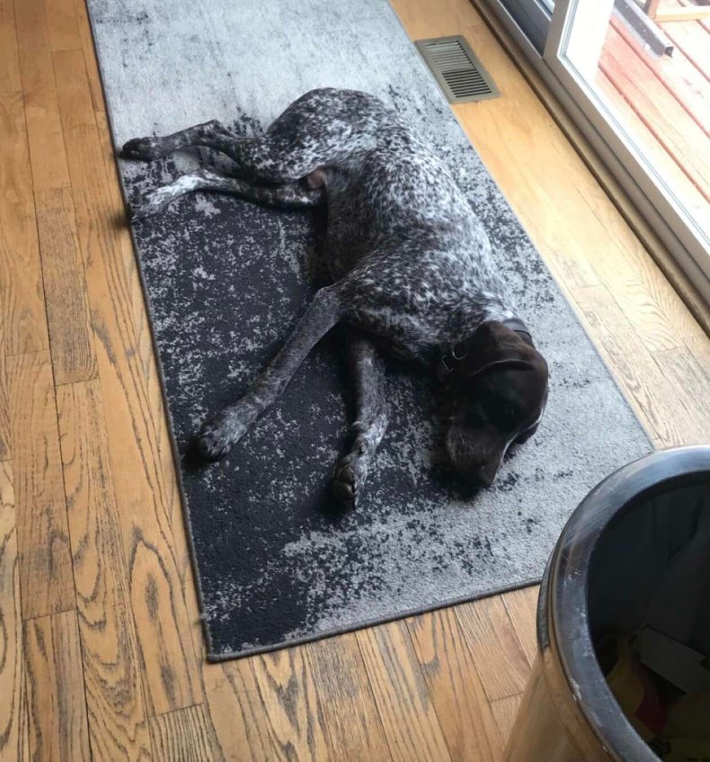 Perfectly blending puppy into a rug that baffles the internet