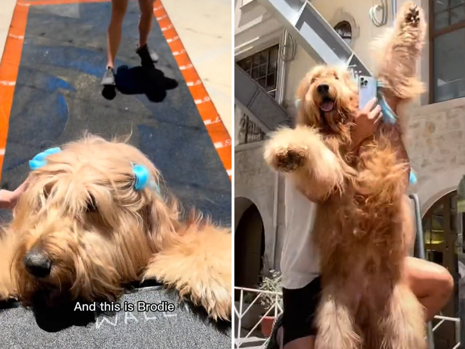 Famous Goldendoodle With Fur in Braids Scales Wall to Internet s