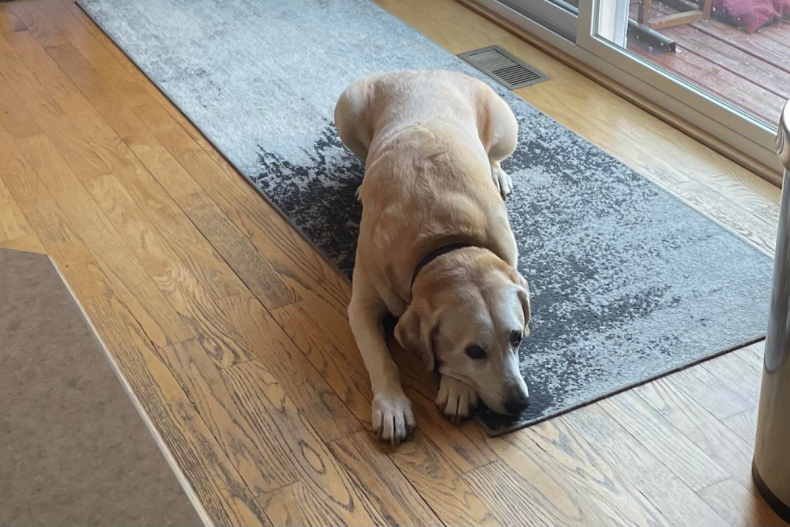 Puppy Who Blends In Perfectly With Rug Confuses The Internet