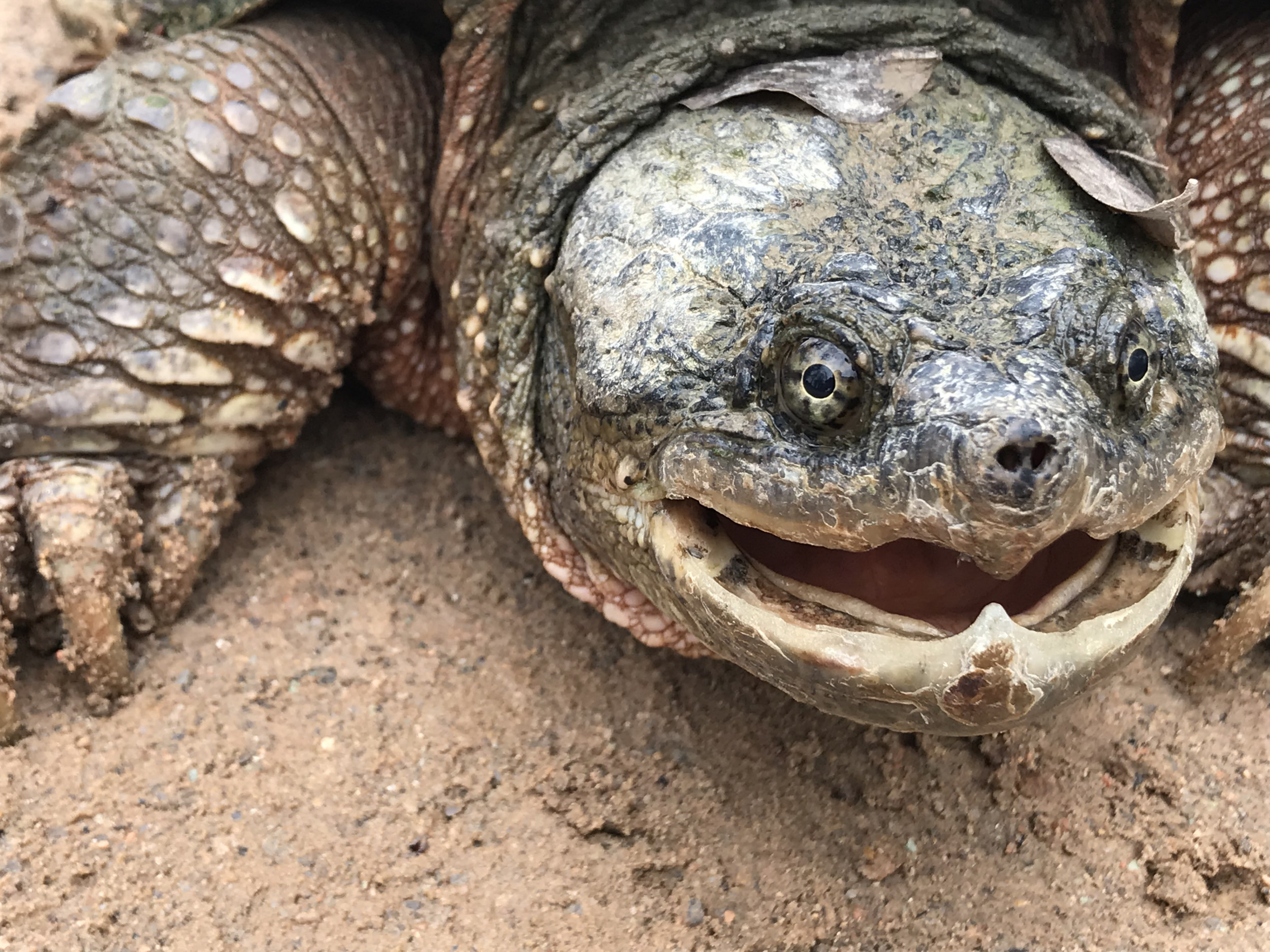 snapping turtle face