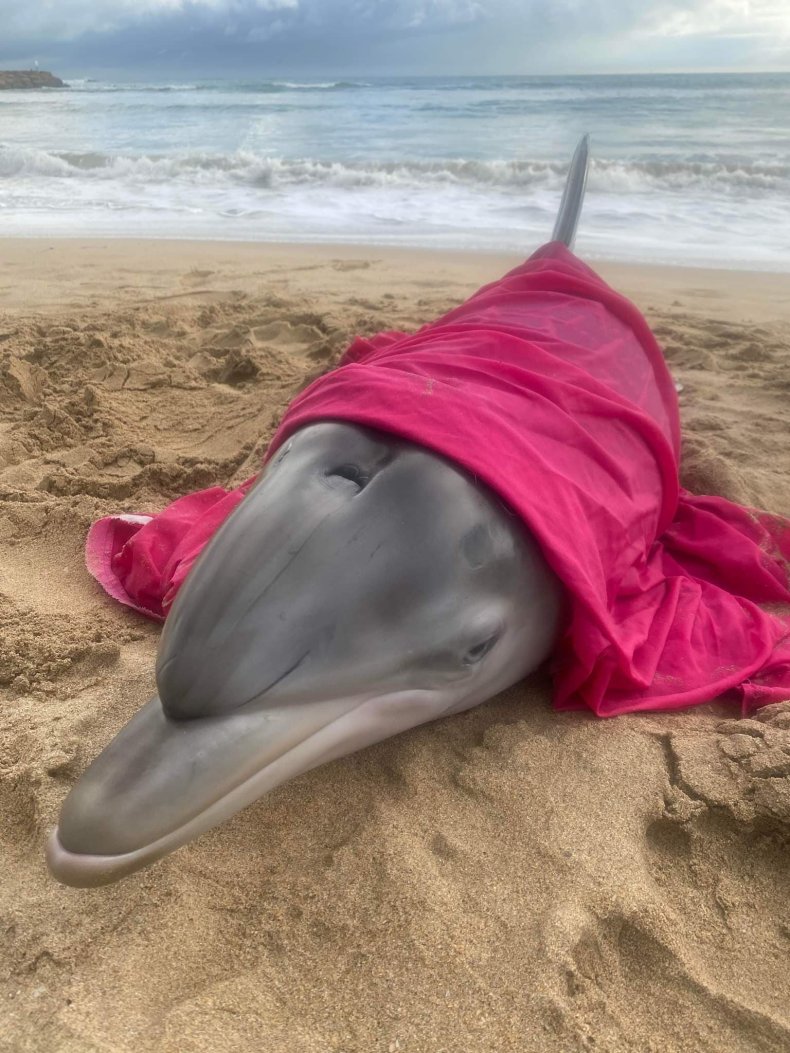 Stranded dolphin