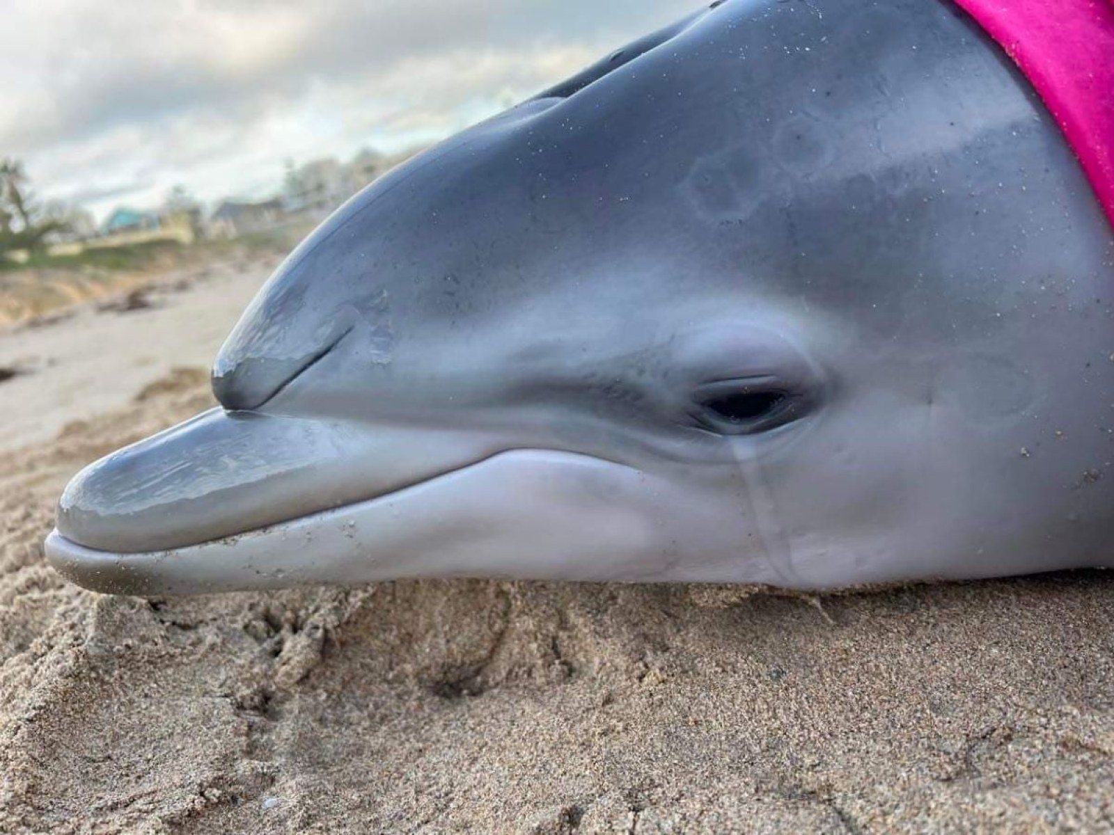 Baby Dolphin Euthanized After Losing Mother and Repeatedly Stranding Itself