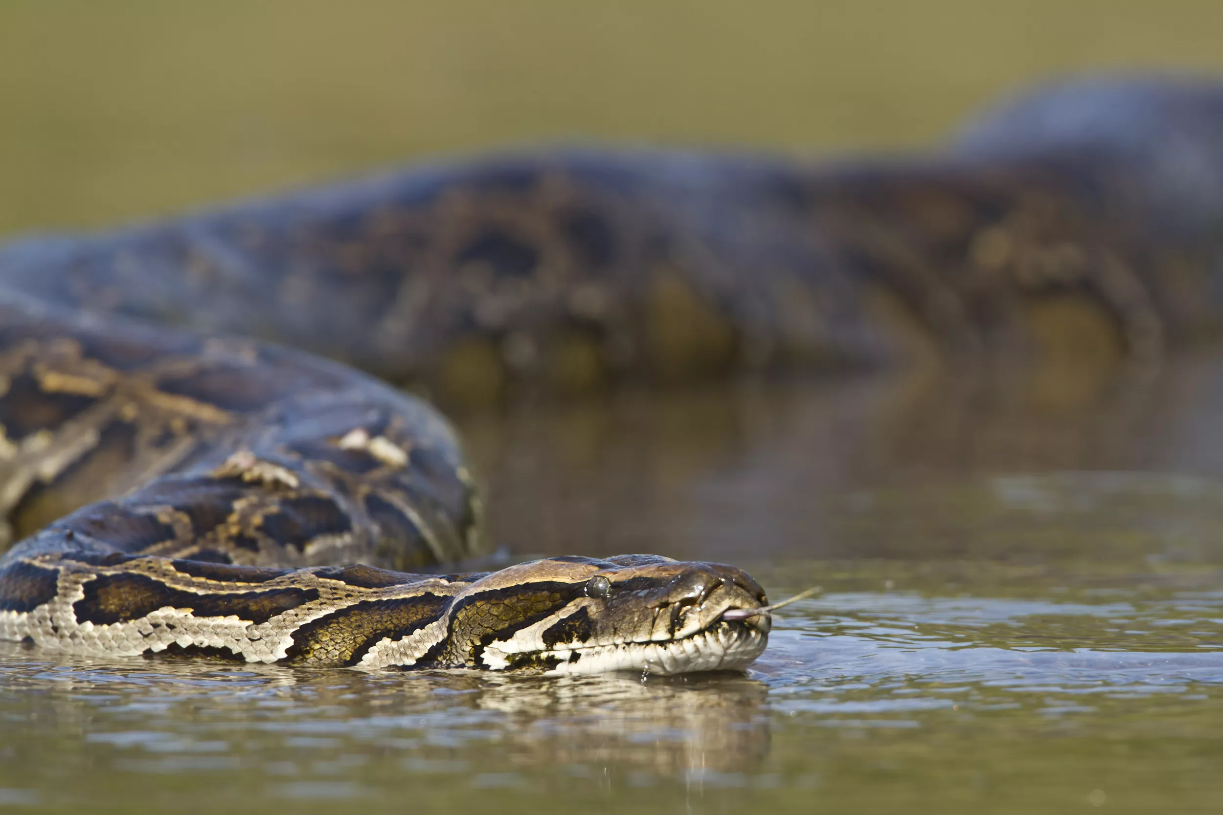 For Every Burmese Python You See, There Are 100 to 1,000 You Don't: Expert - Vimarsana News