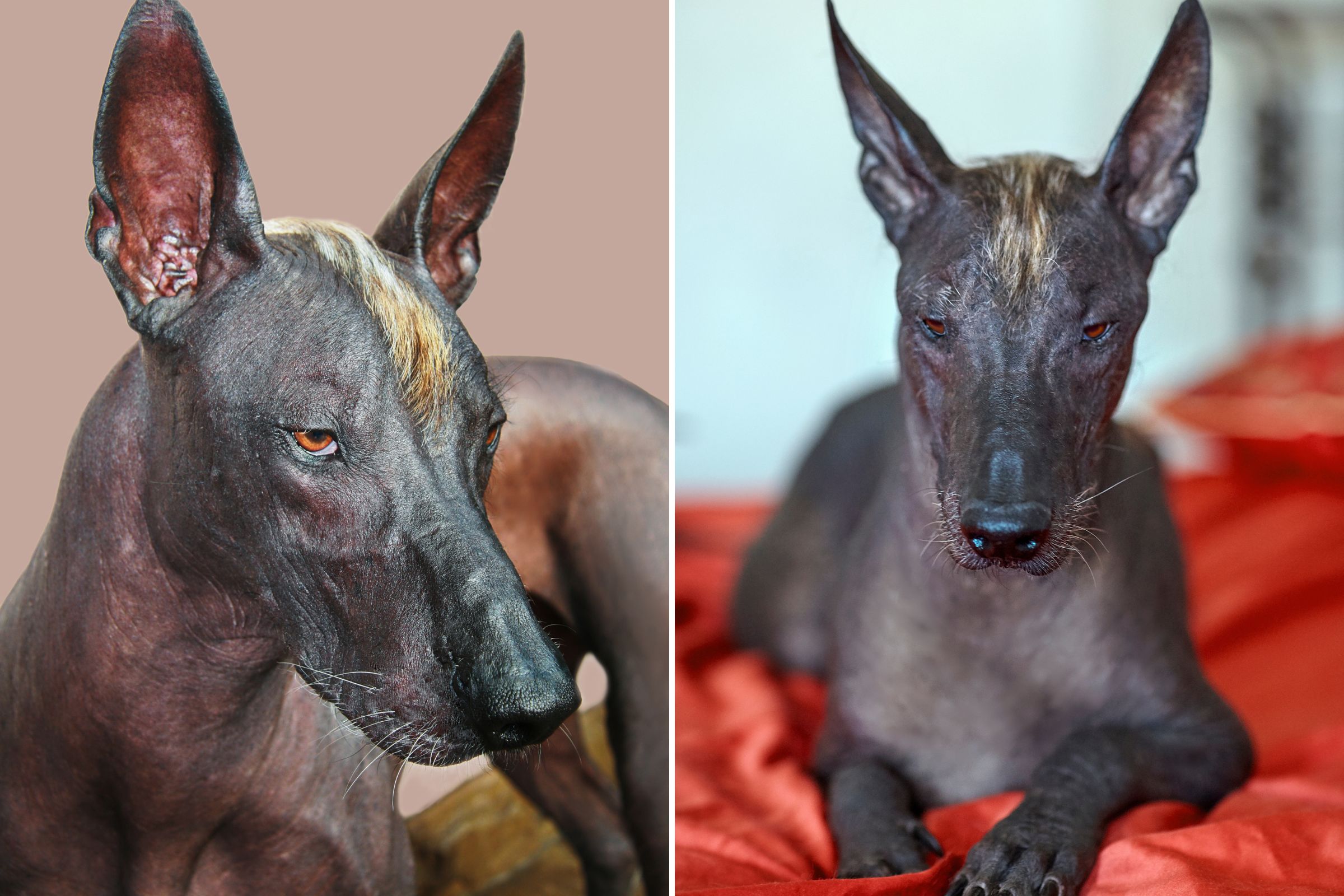 Statue-like dog breed from ancient history amazes the internet: ‘Anubis Vibes’