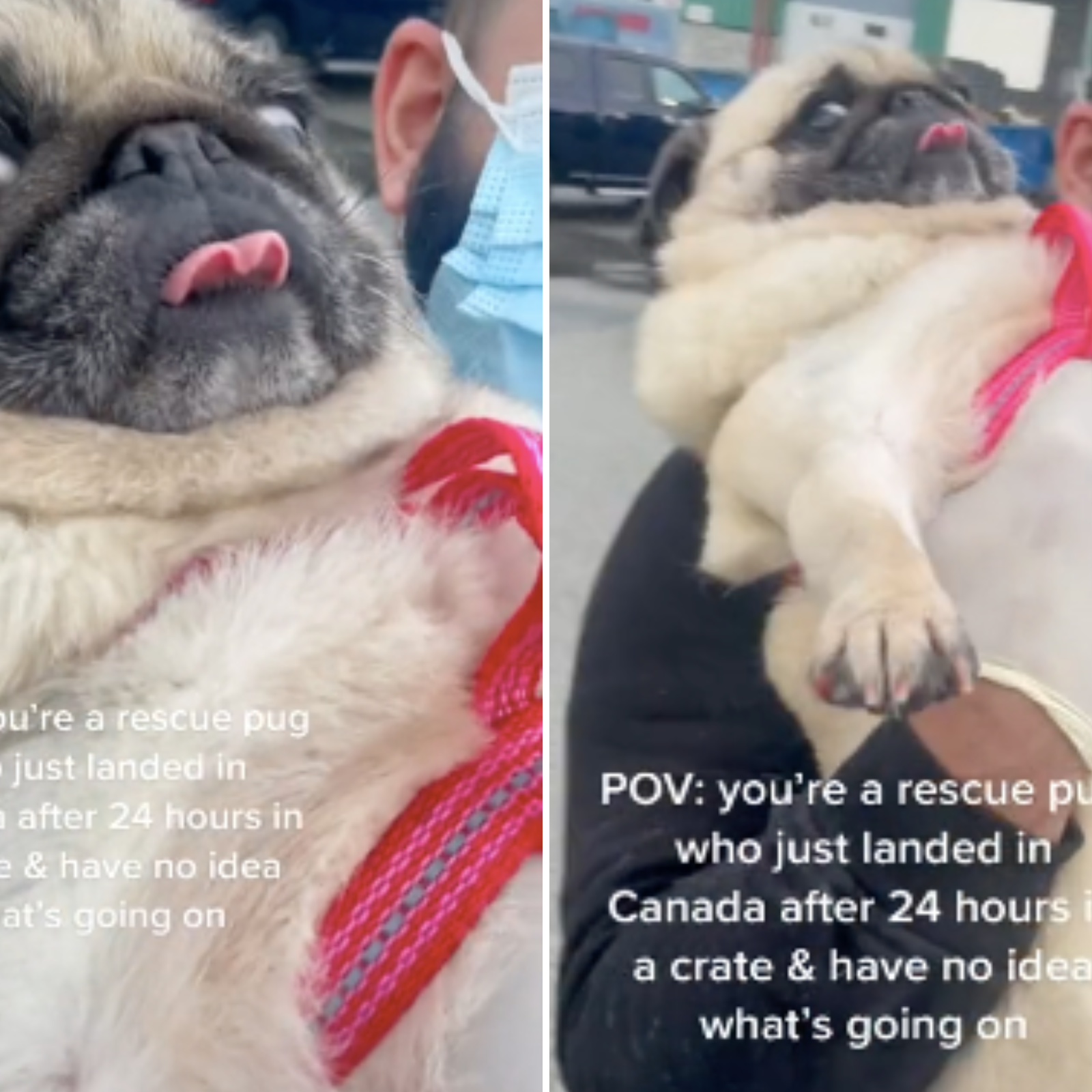 Hilarious pugs deals