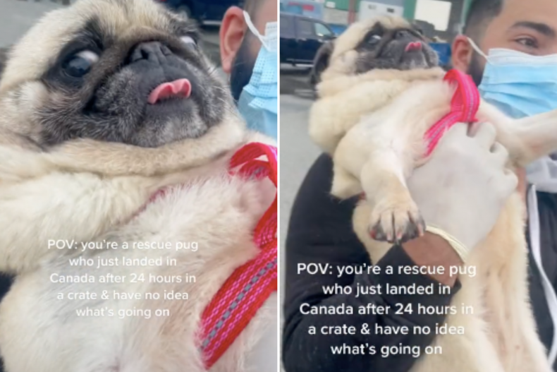 Rescue pug reacts to 24hrs in crate