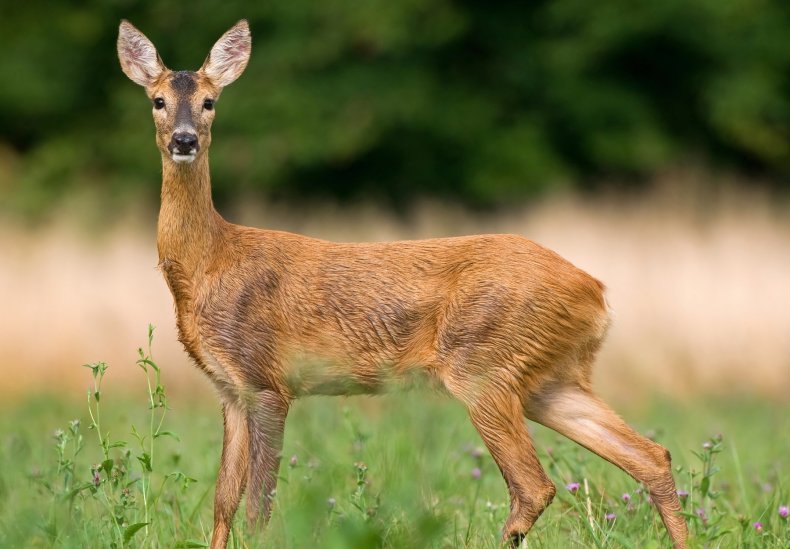 Roe deer