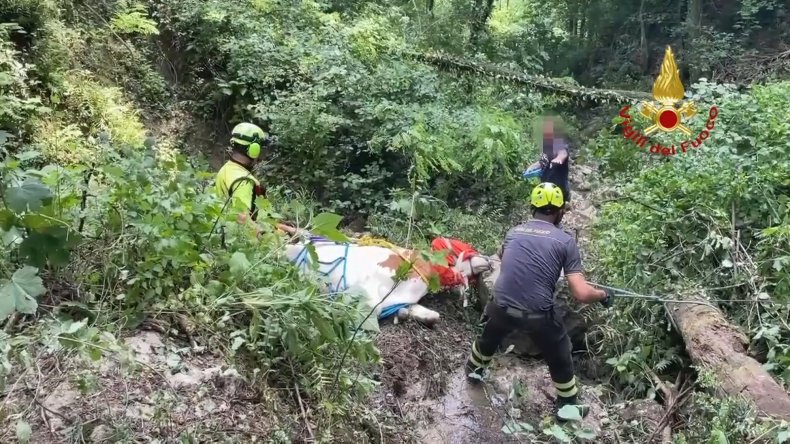 Trapped cow airlifted to safety