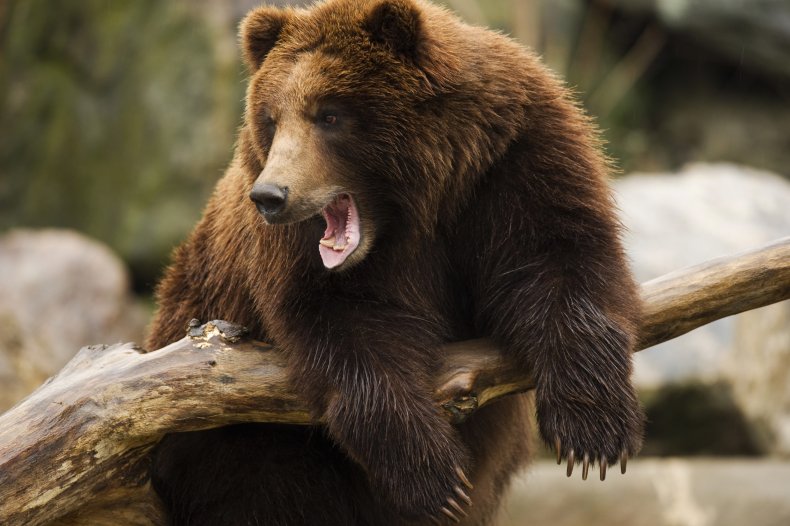 bear