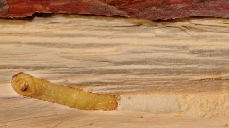 Sirex wood wasp in the larval stage