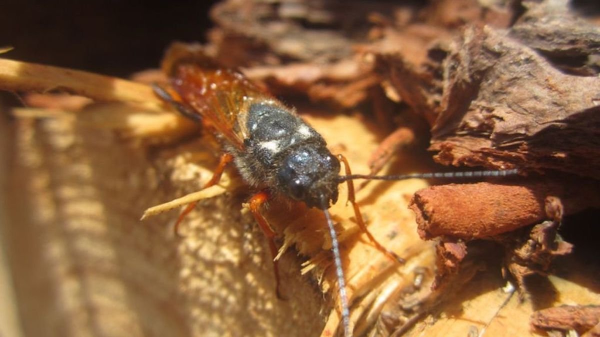 Sirex woodwasp