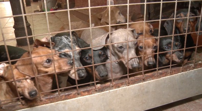 Dachshunds rescued from puppy mill