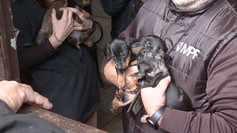 Dachshunds rescued from puppy mill