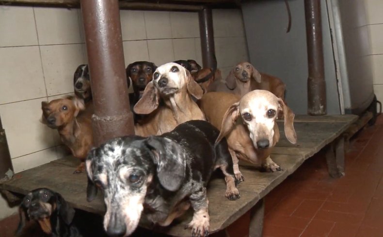 Dachshunds rescued from puppy mill