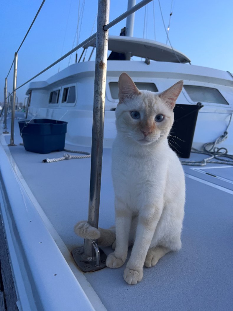 Rusty the sailing cat