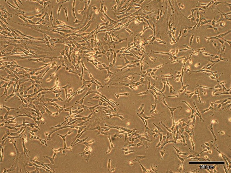 Micrograph of stem cells