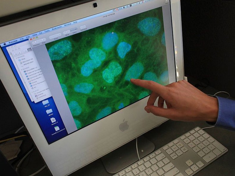 Stammzellen auf einem Computerbildschirm