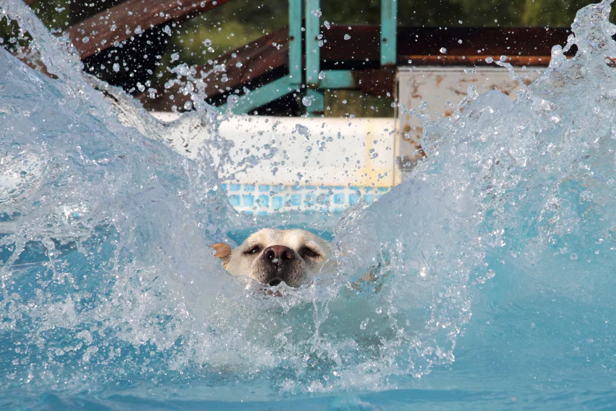 Golden Retriever Instantly Regrets Chasing Corgi Down Waterslide: 'Help Me' - Vimarsana News