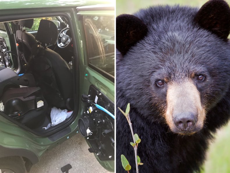 Bear