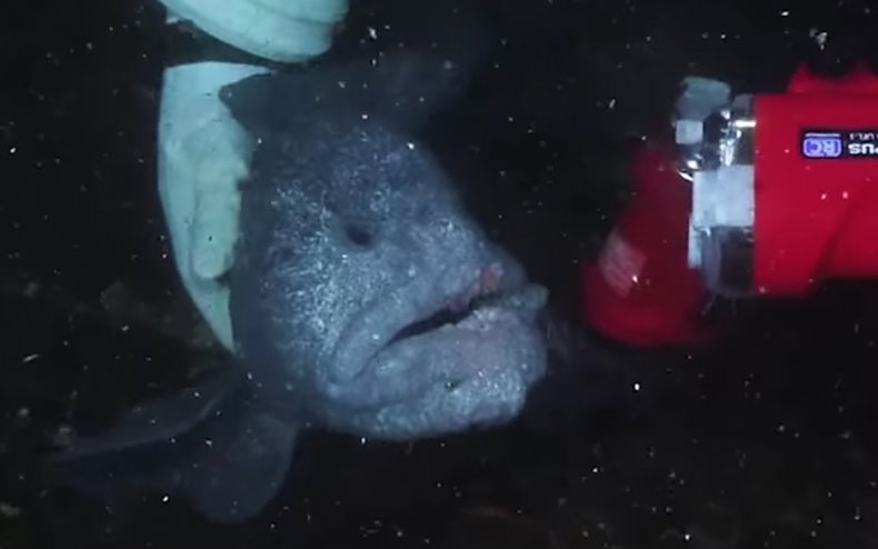 A wolf eel being scratched.