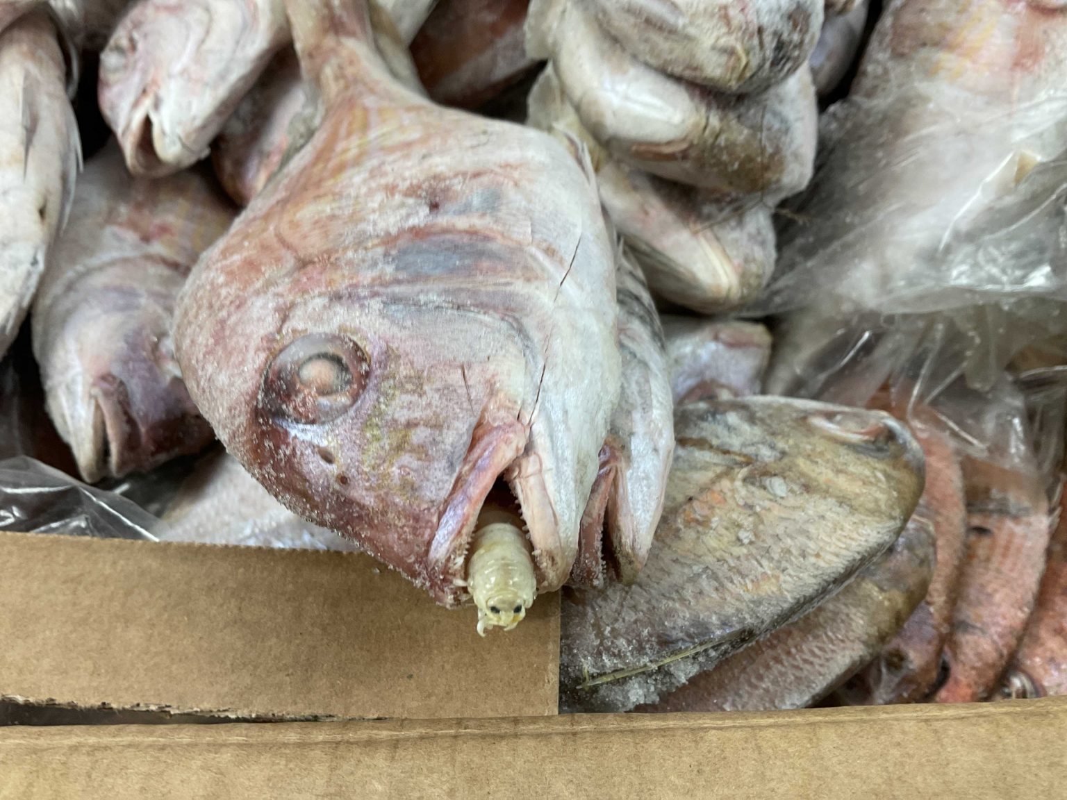 parasites found in fish