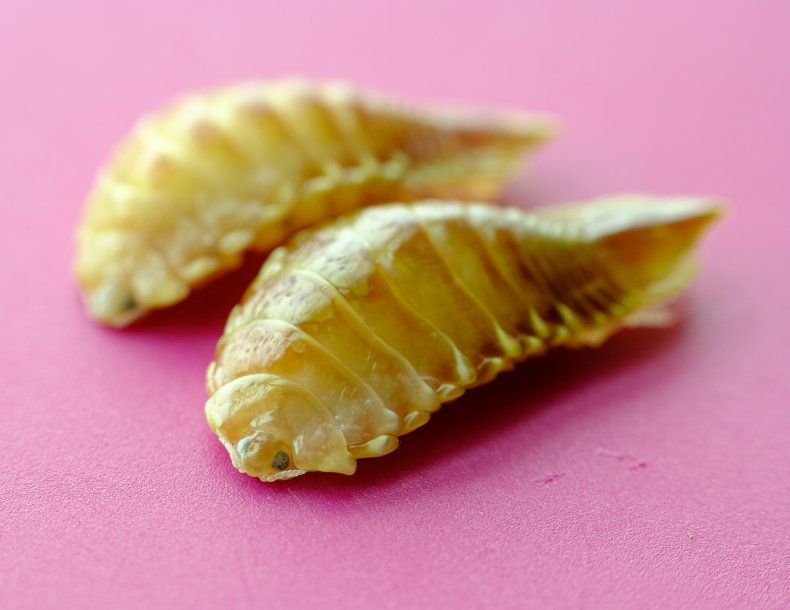 parasite