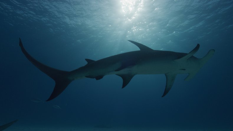 Hammerhead