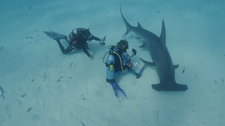 Hammerhead