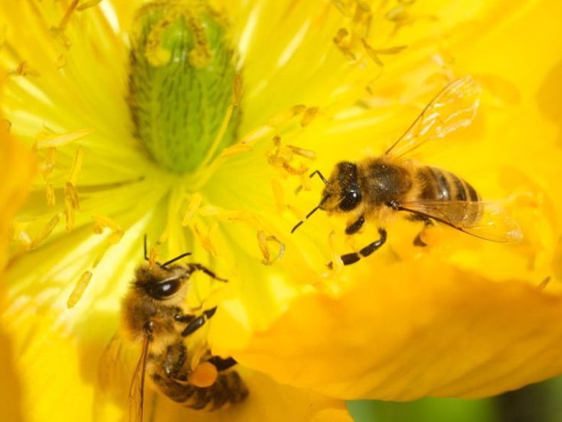 Bees in flower in Germany