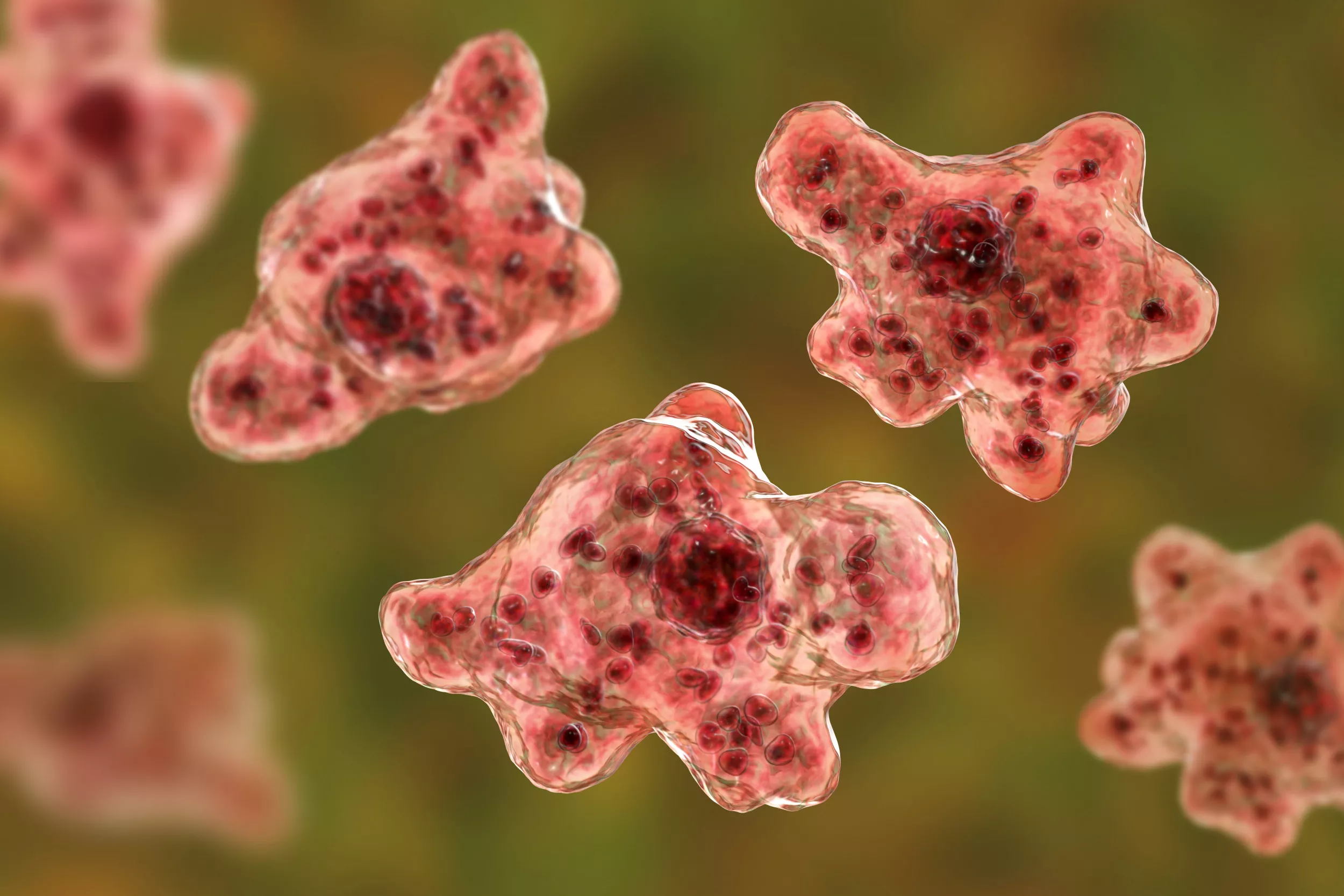 How Does the Brain-Eating Amoeba Naegleria fowleri Kill You? - Vimarsana News