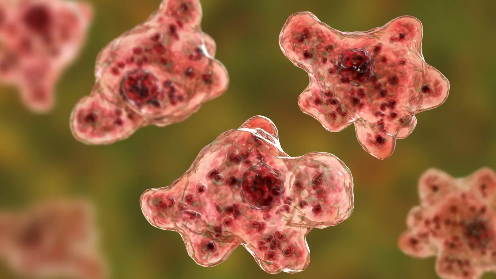 How does the brain-eating amoeba Naegleria Fowleri kill you?