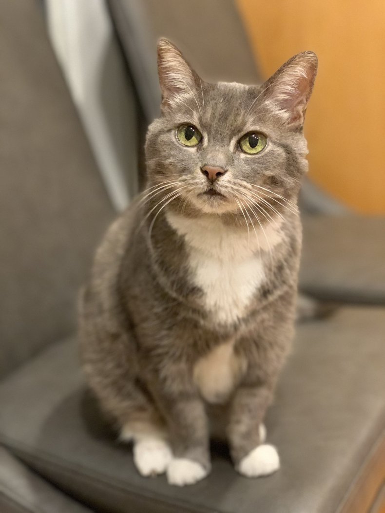 Photo of Murka the cat.