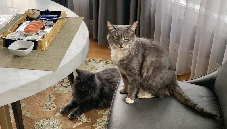 Photo of Murka and her fellow cat.