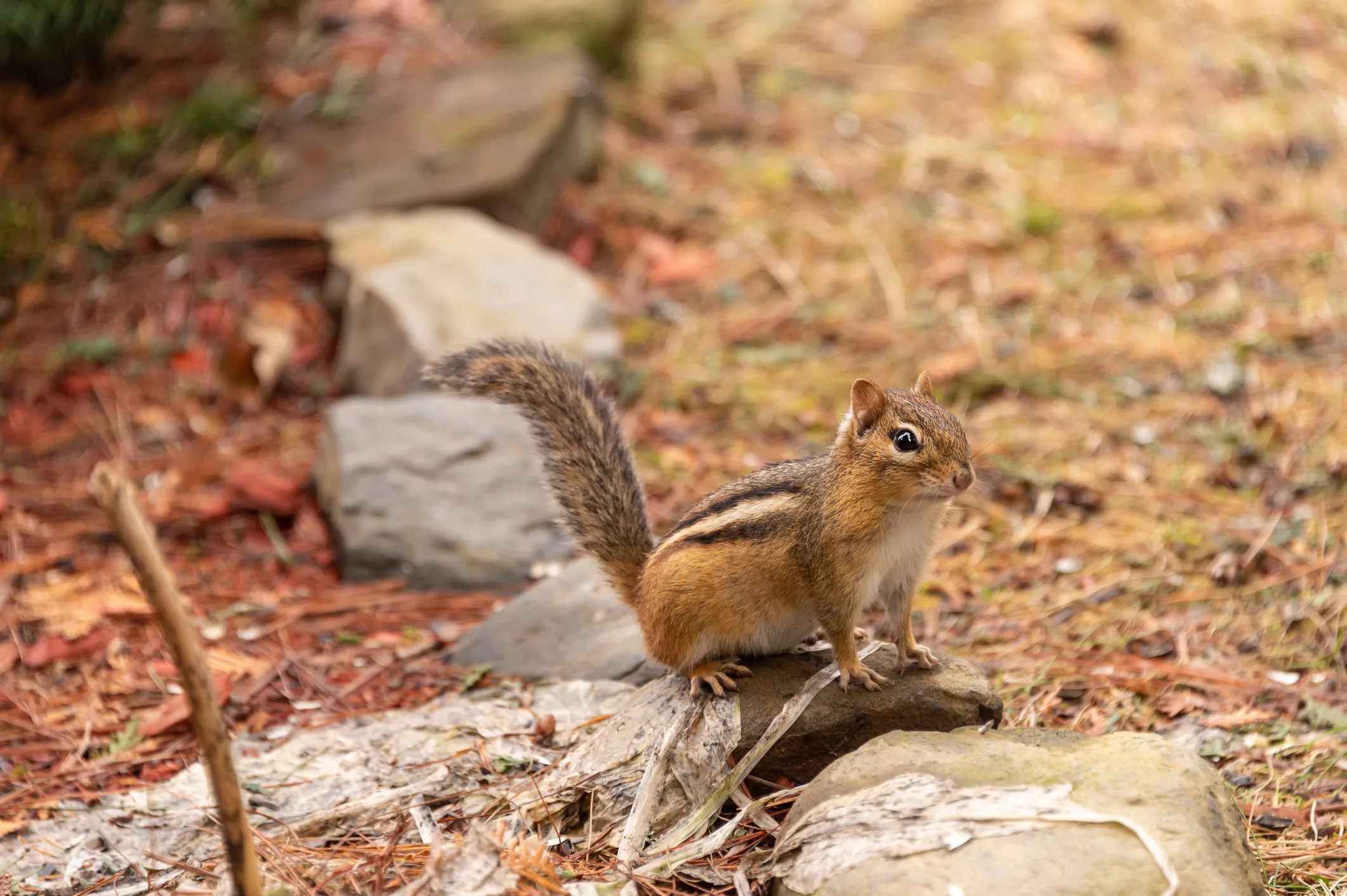 Man Rescues Helpless Chipmunk From Being Trapped in Netting - Vimarsana News