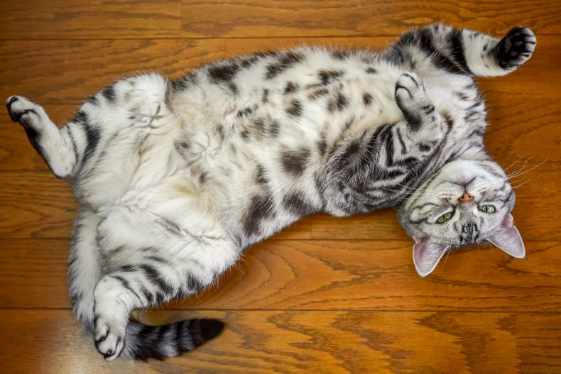 Cat Belly