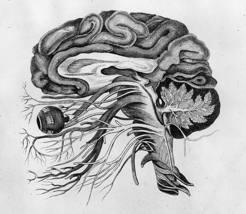 Dibujo anatómico del cerebro y los nervios craneales