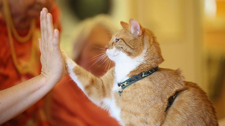 Cat gives owner high-five