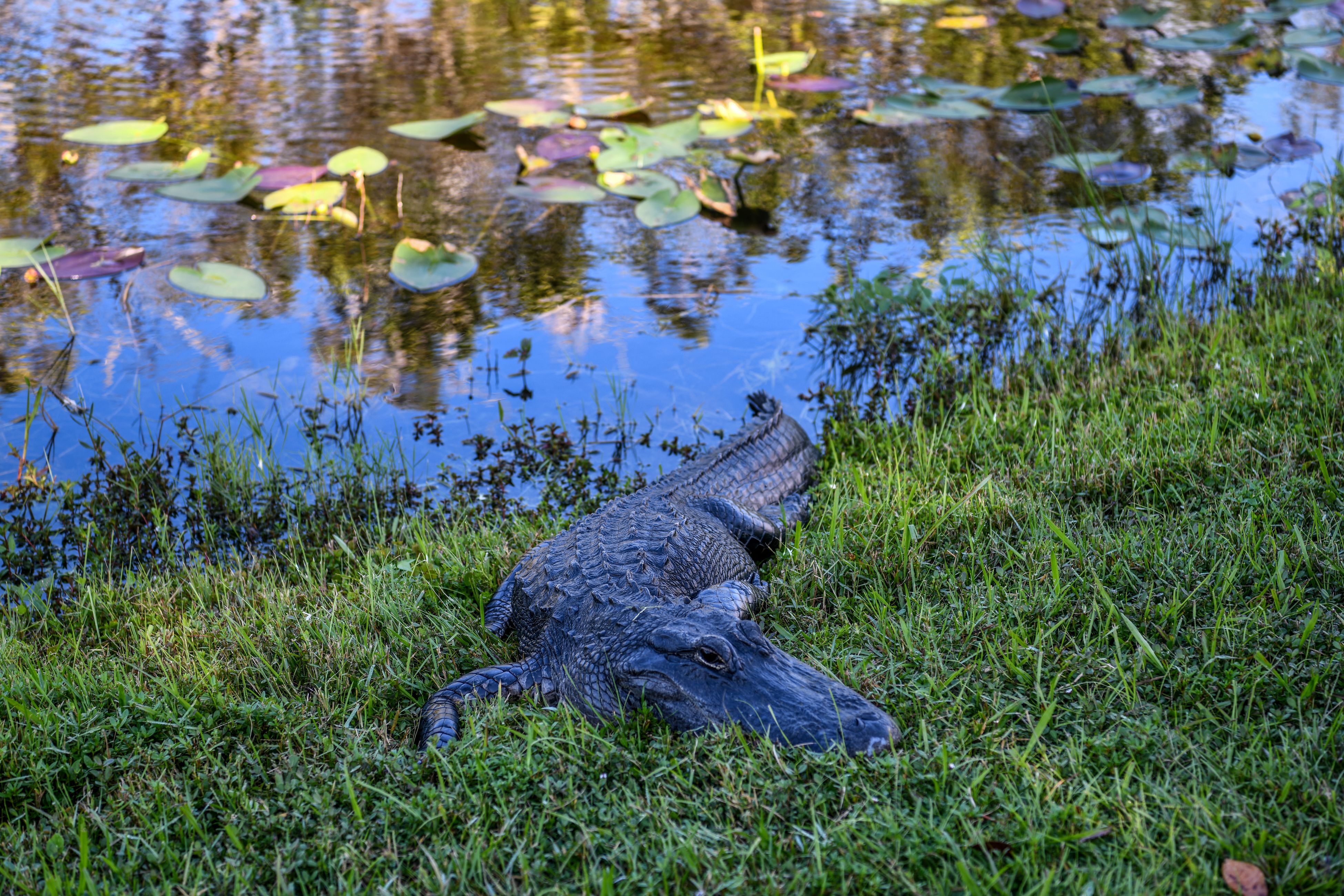 Alligator Attack Leaves Man Dead as Reptile Drags Victim Into Pond