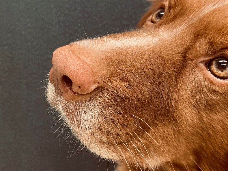 سگ ها گودال بلند را تشخیص می دهند