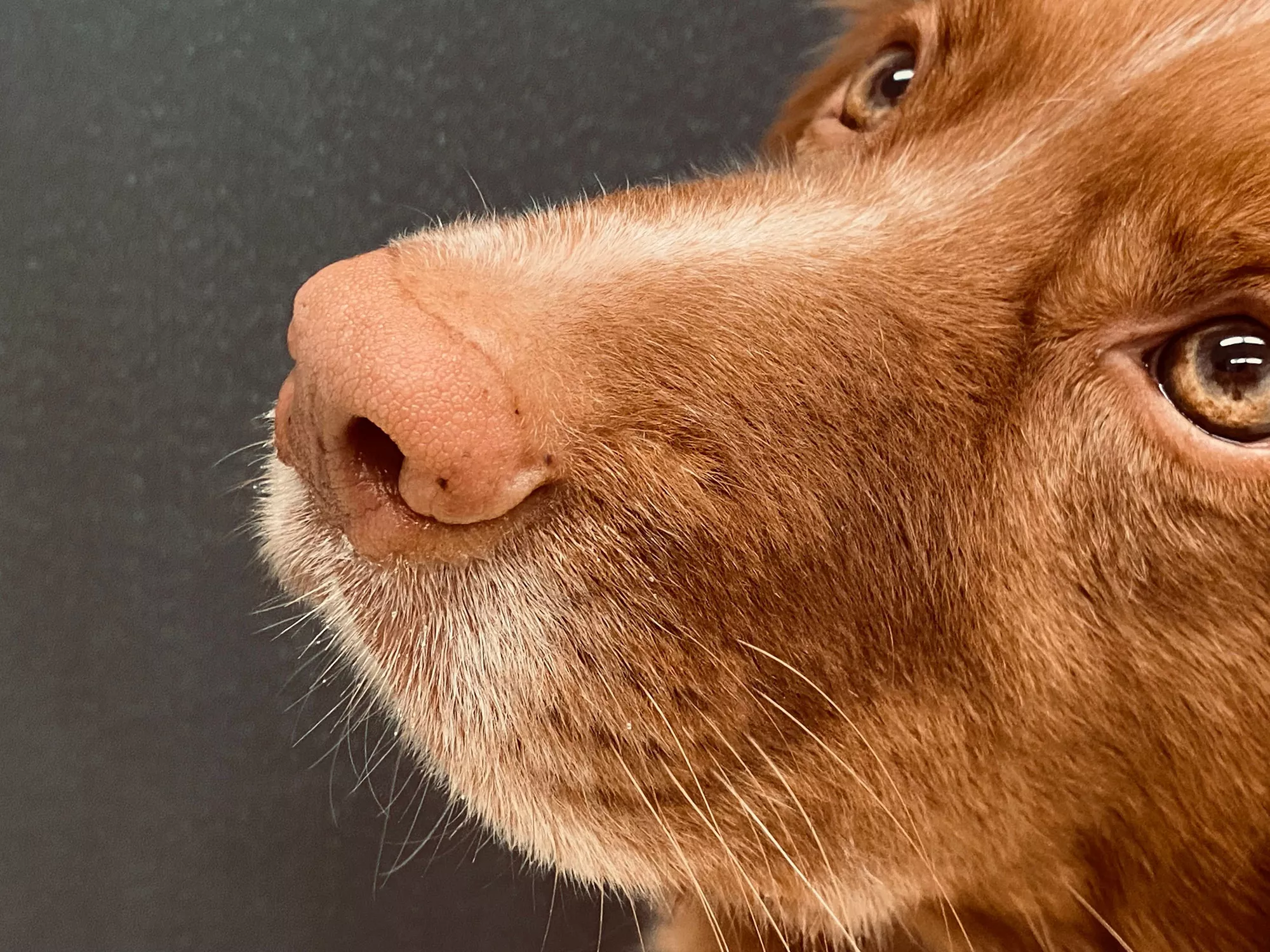 Detection Dogs Sniff Out Long COVID, Leading to Hopes for Better Therapy - Vimarsana News