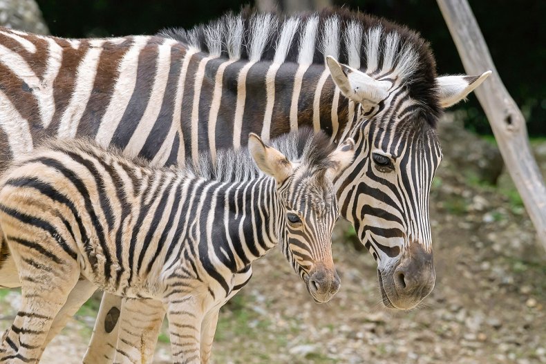 Rare zebra fool at Vienna Zoo