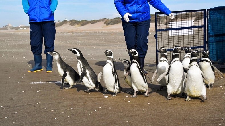 Magellanic penguins released into the sea