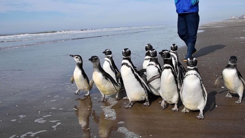 Magellanic penguins released at sea
