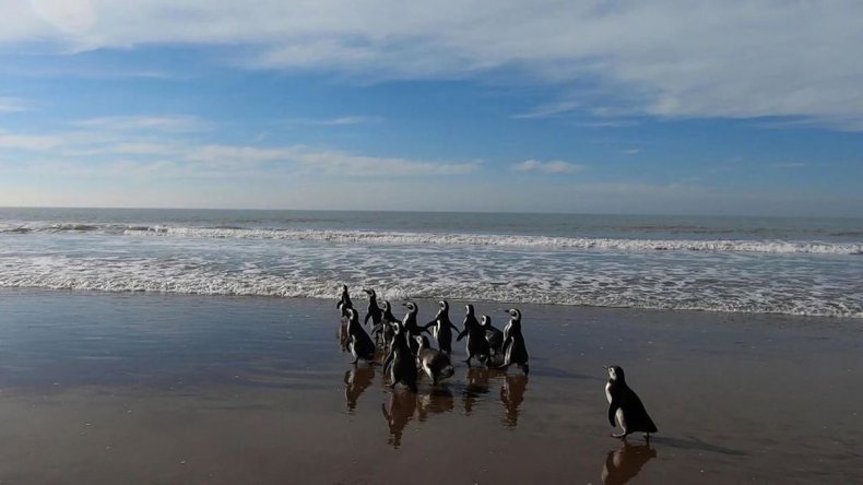 Magellanic penguins released at sea