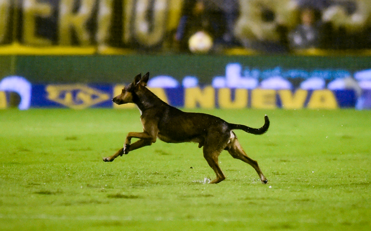 are soccer balls good for dogs