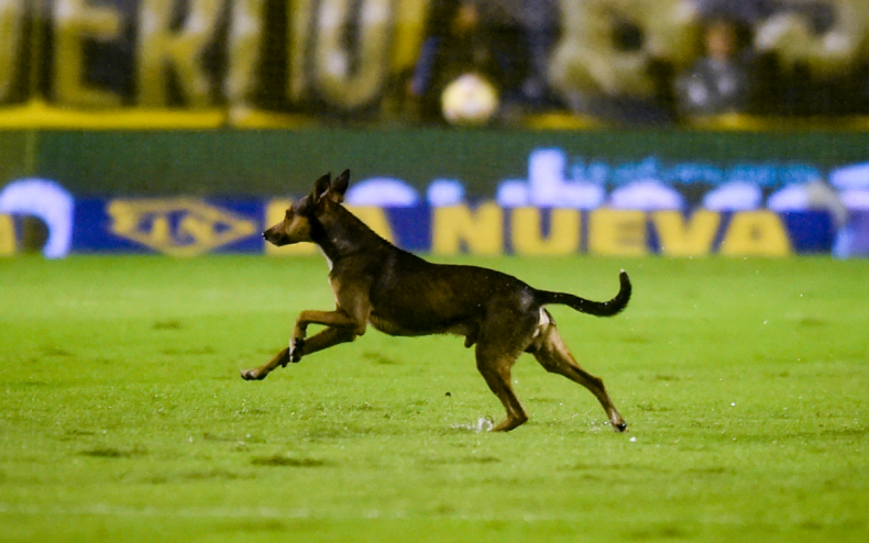 A dog on a soccer pitch.
