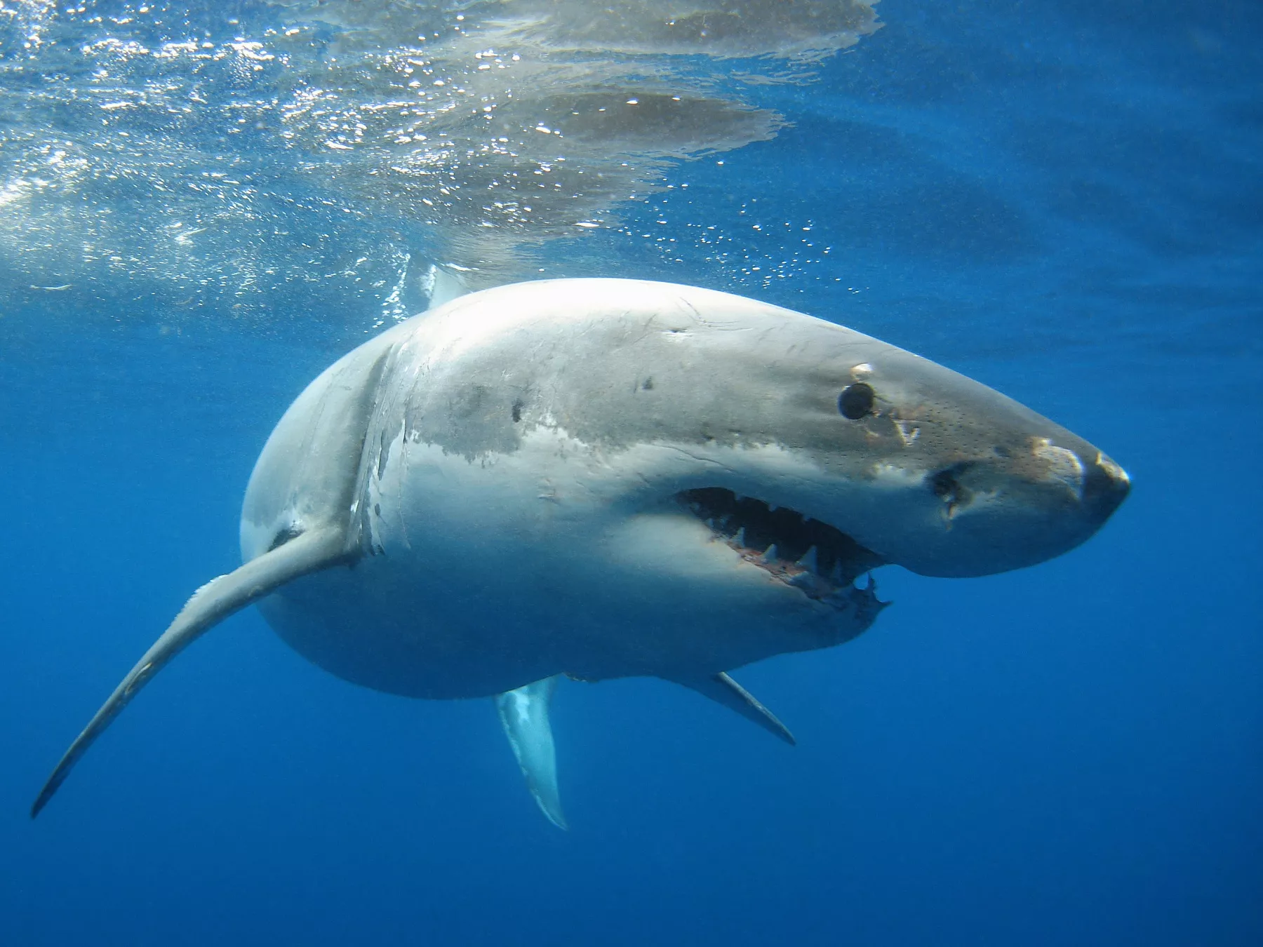 Great White Shark That Savaged California Man May Be One of World's Biggest - Vimarsana News