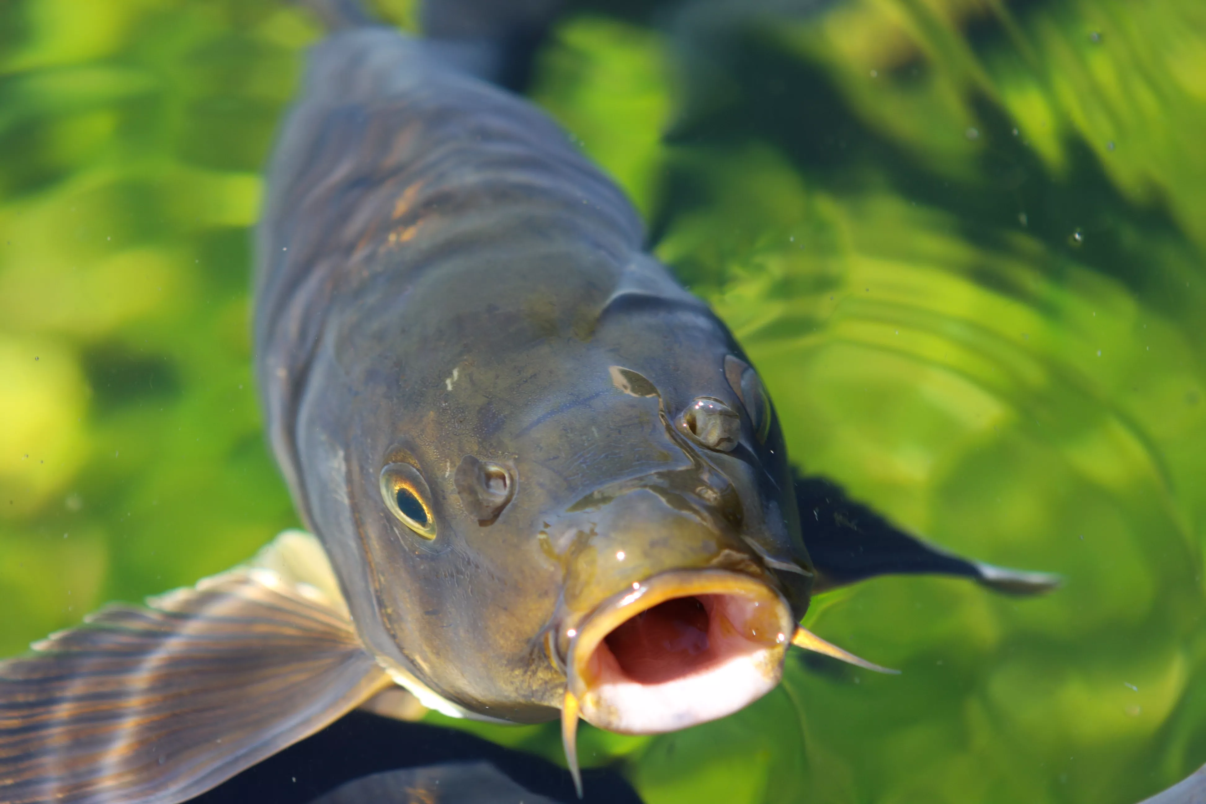 Minnesota Girl, 11, Chases Down Giant Carp and Catches It With Bare Hands - Vimarsana News
